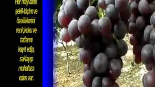 HER YERDE MERHAMET SAHİBİ GÖRÜLÜYOR