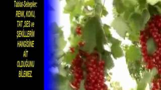 HER ŞEY – İLİM SAHİBİNE AİT