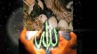 YUMURTANIN KADER PROGRAMI