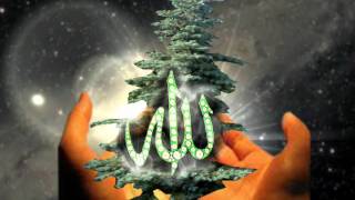 TOHUMDA AĞACIN KADER PROGRAMI