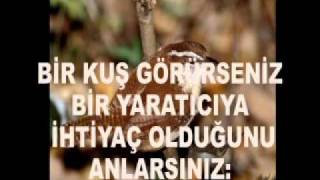 kuşların dünyası